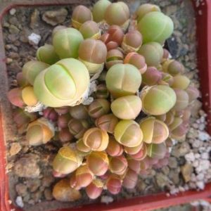 gibbaeum heathii
