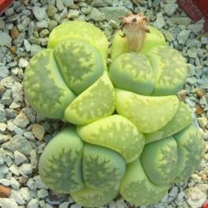 lithops julii fulleri green 4 голови