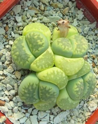 lithops julii fulleri green 4 голови