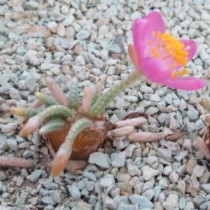 anacampseros alstonii