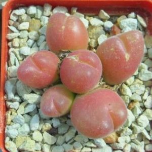 gibbaeum pilosulum