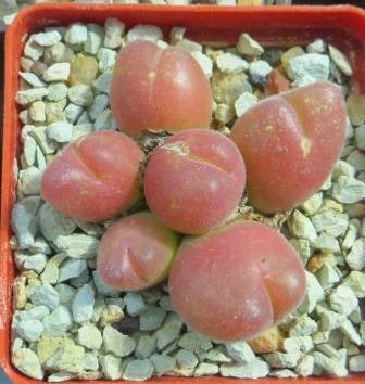 gibbaeum pilosulum