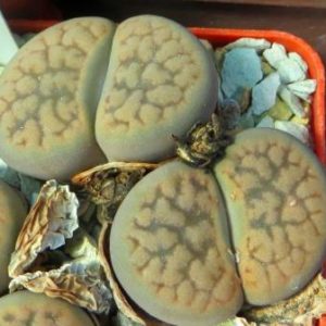 1616.4 Lithops hookeri var. elephina c 92