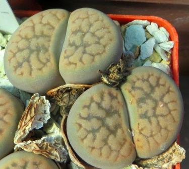 1616.4 Lithops hookeri var. elephina c 92