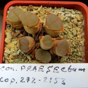 conophytum praesectum cop 272-2153