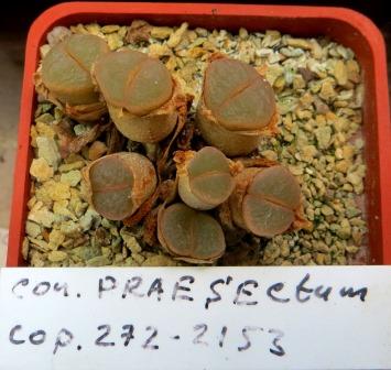 conophytum praesectum cop 272-2153