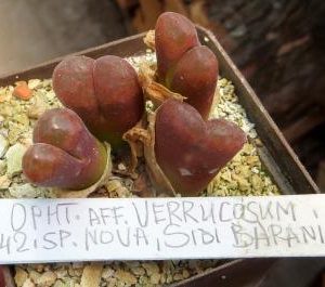 MG 1809 conophytum verrucosum CVN 142 sp. nova   Sidi Barani 2005