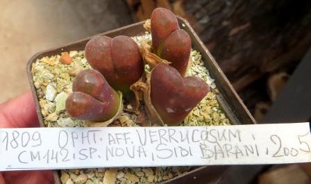 MG 1809 conophytum verrucosum CVN 142 sp. nova   Sidi Barani 2005