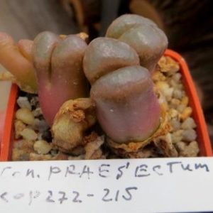 conophytum praesectum cop 272-215