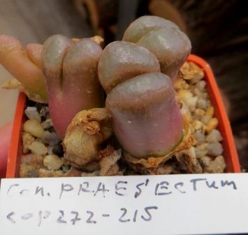 conophytum praesectum cop 272-215