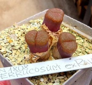 MG 1808 conophytum verrucosum Ex Rave 2014