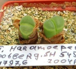 ophthalmophyllum hardmoepense Grootberg SH 545 MG 1797,6