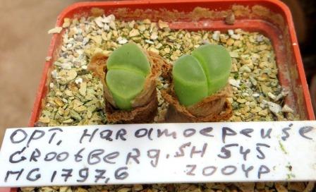 ophthalmophyllum hardmoepense Grootberg SH 545 MG 1797,6