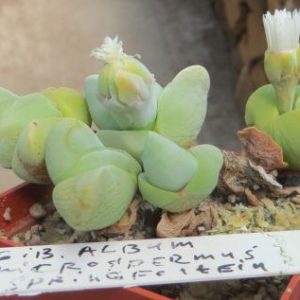 gibbaeum album