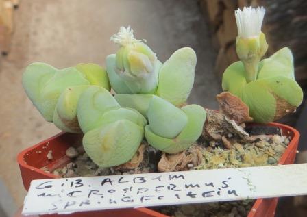 gibbaeum album