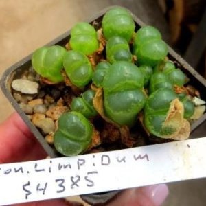 conophytum praesectum SH 385