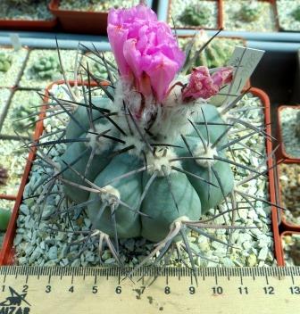 260.66  echinocactus horizonthalonius прививка