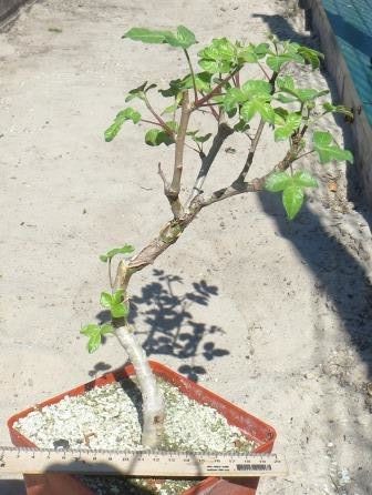 commiphora   spec крупна колекційна