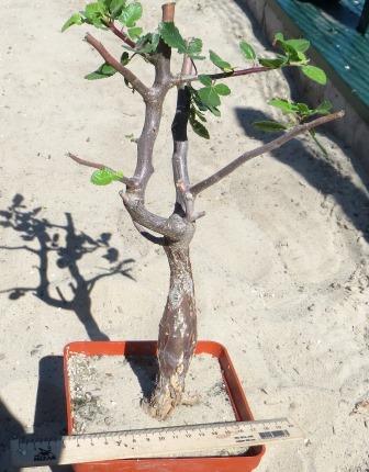 bursera hindsiana крупна колекційна