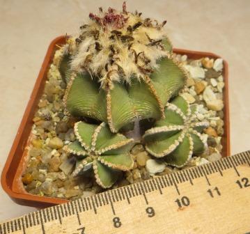 aztekium hintonii own root власне коріння