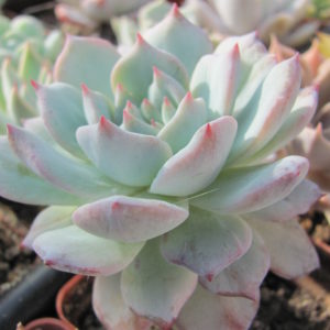 Echeveria Blue Bird variegata