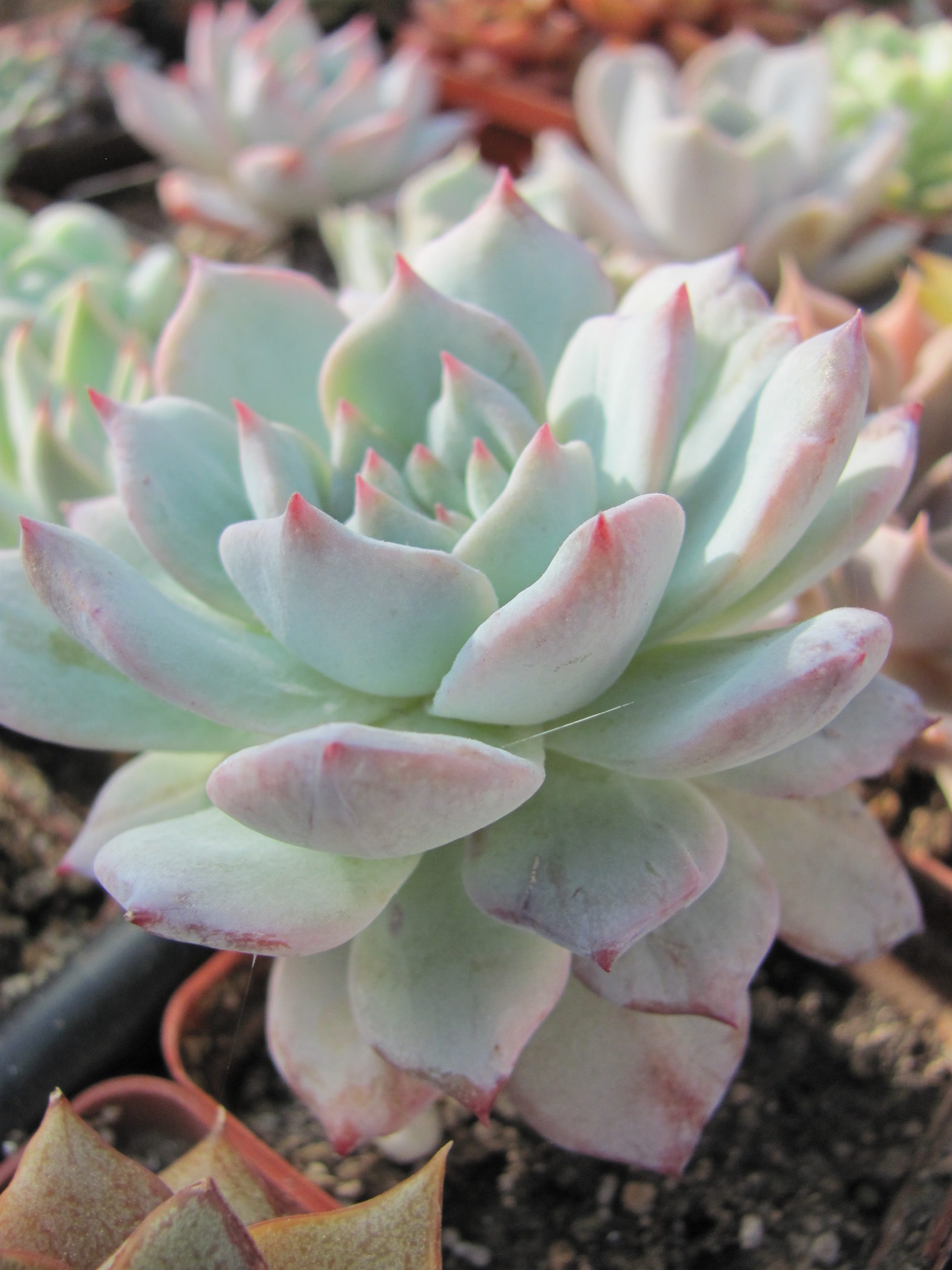 Echeveria Blue Bird variegata