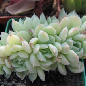 Echeveria amoena