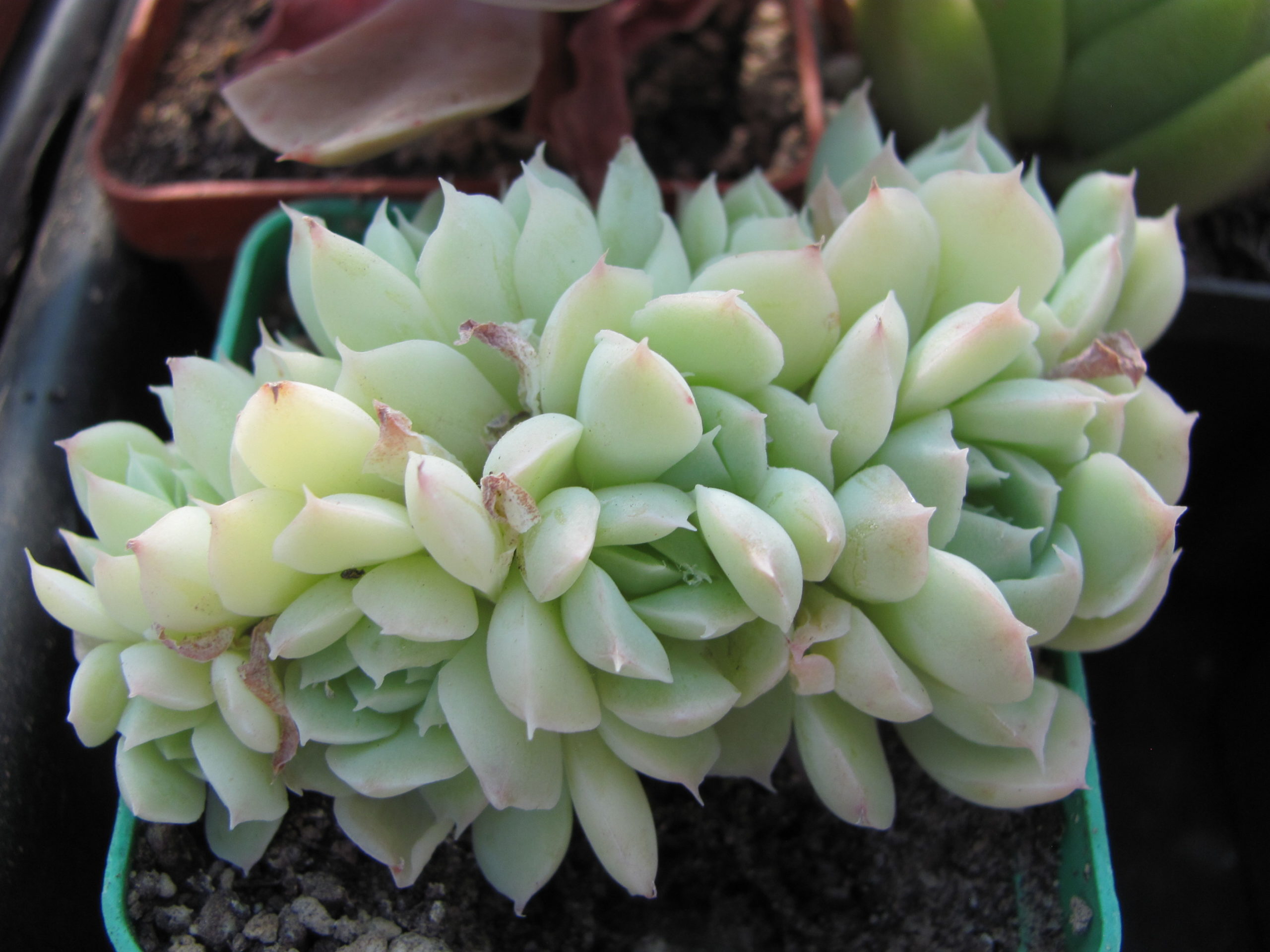 Echeveria amoena