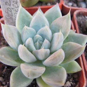 Echeveria Valley Star