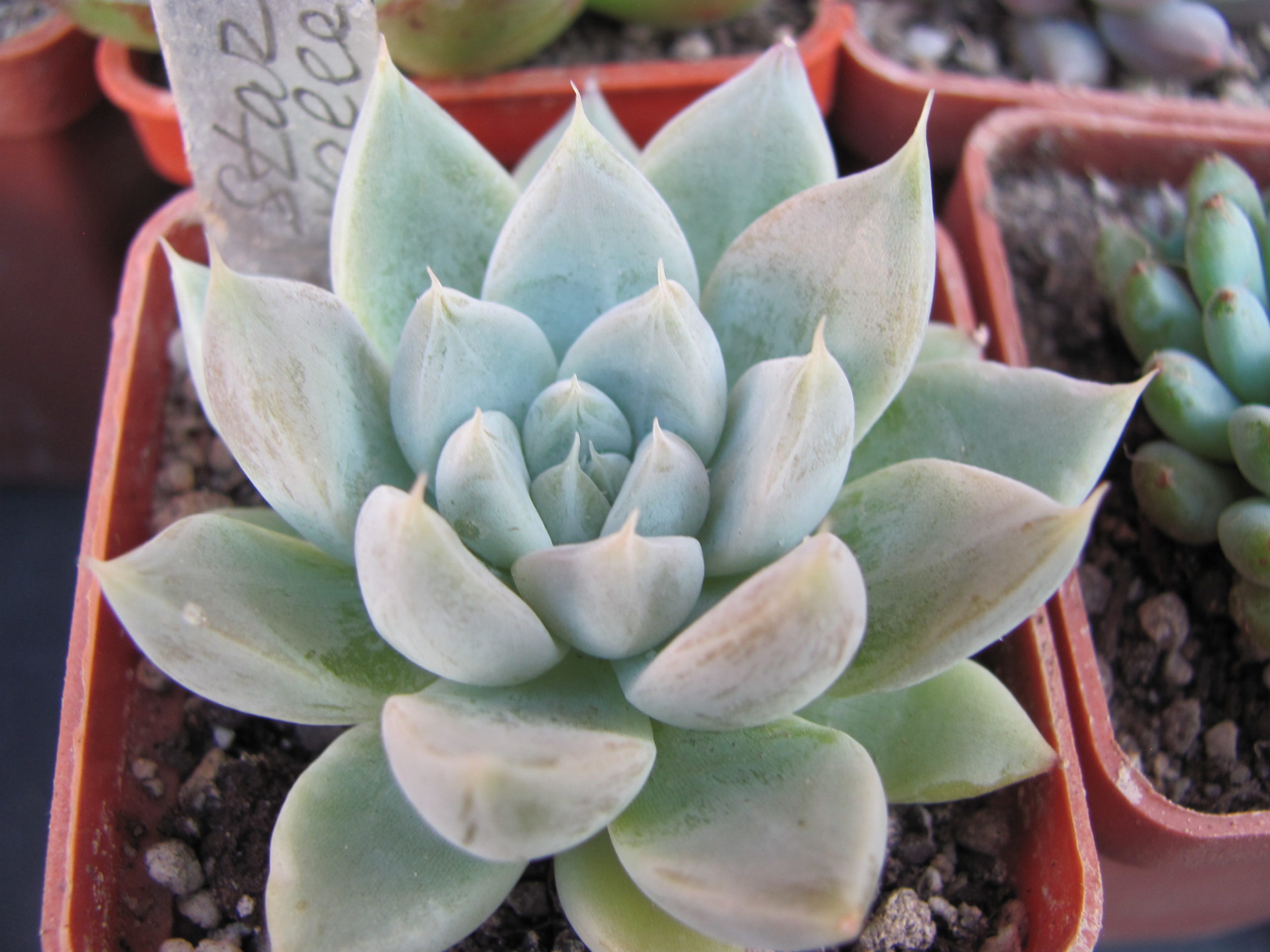 Echeveria Valley Star