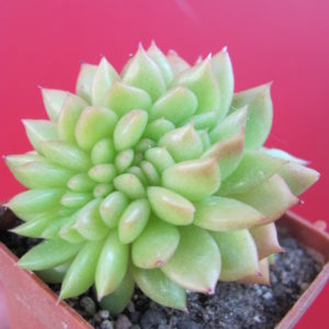 Echeveria Gilva cristata