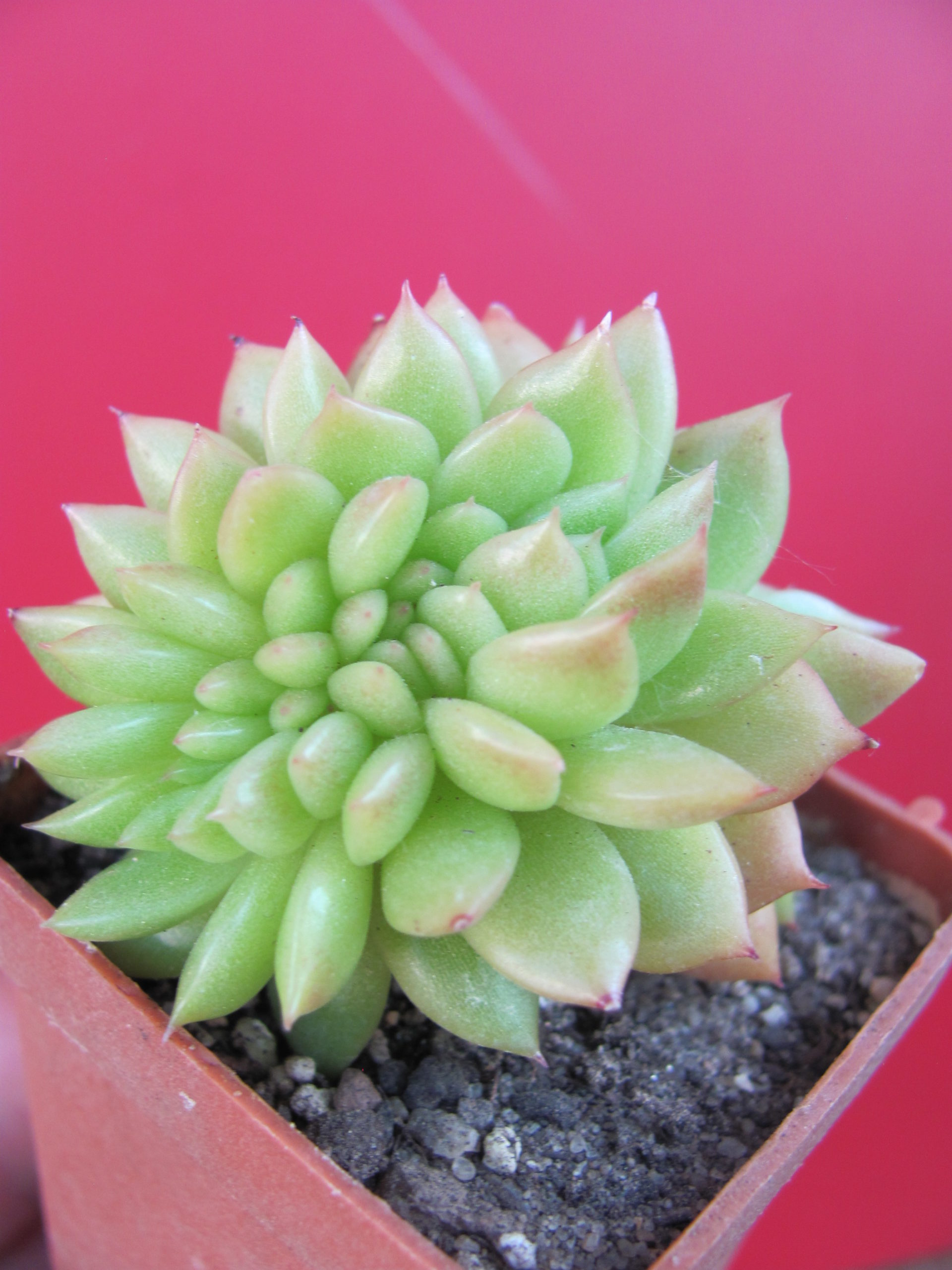 Echeveria Gilva cristata