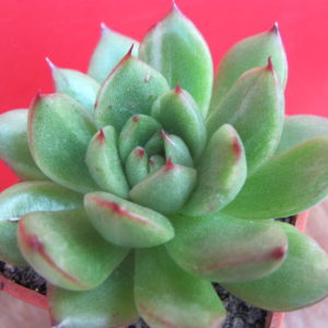 Echeveria Anna Polaroid variegata