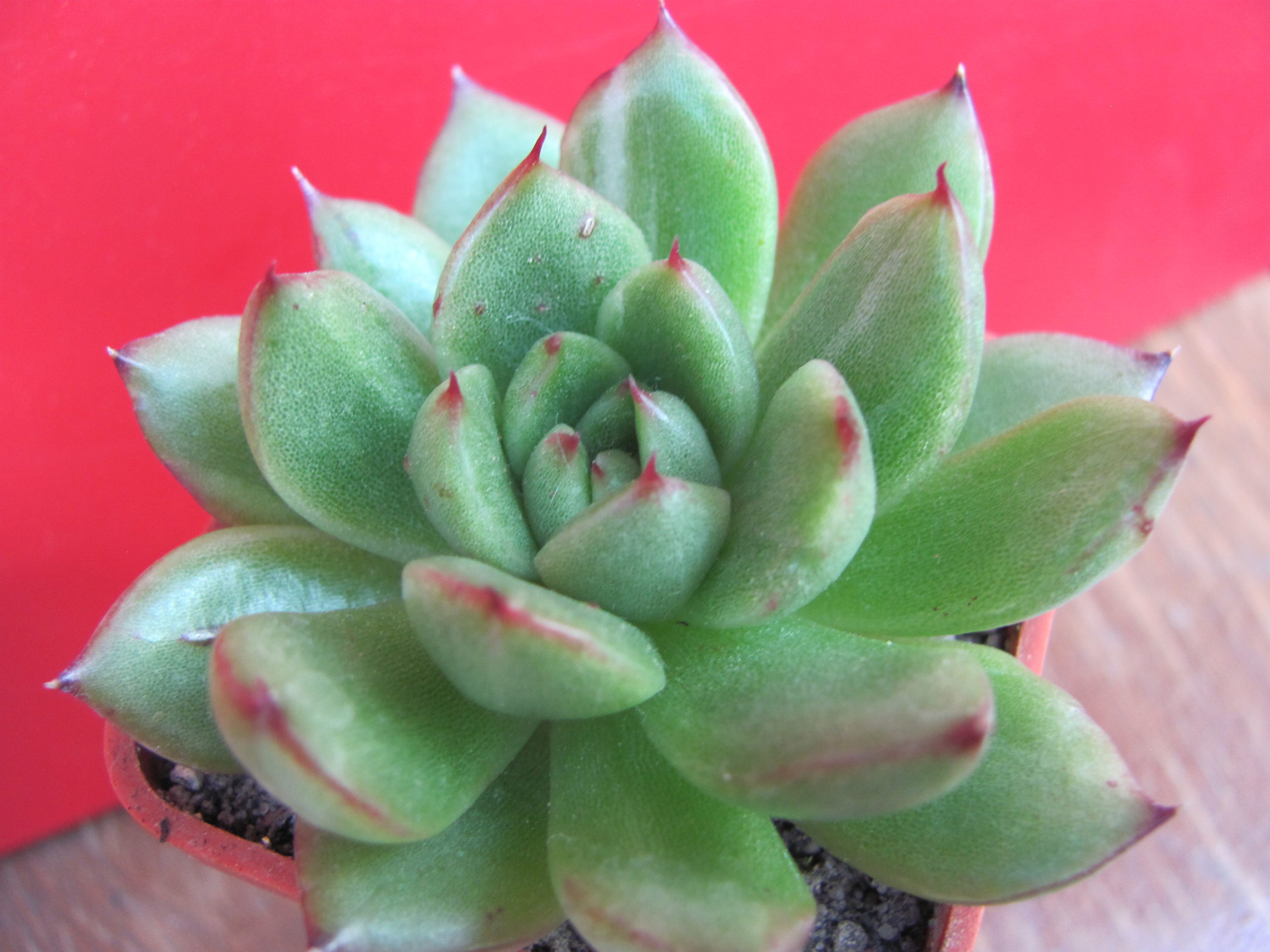 Echeveria Anna Polaroid variegata