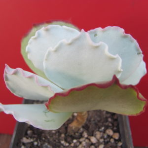 Cotyledon  undulata Red
