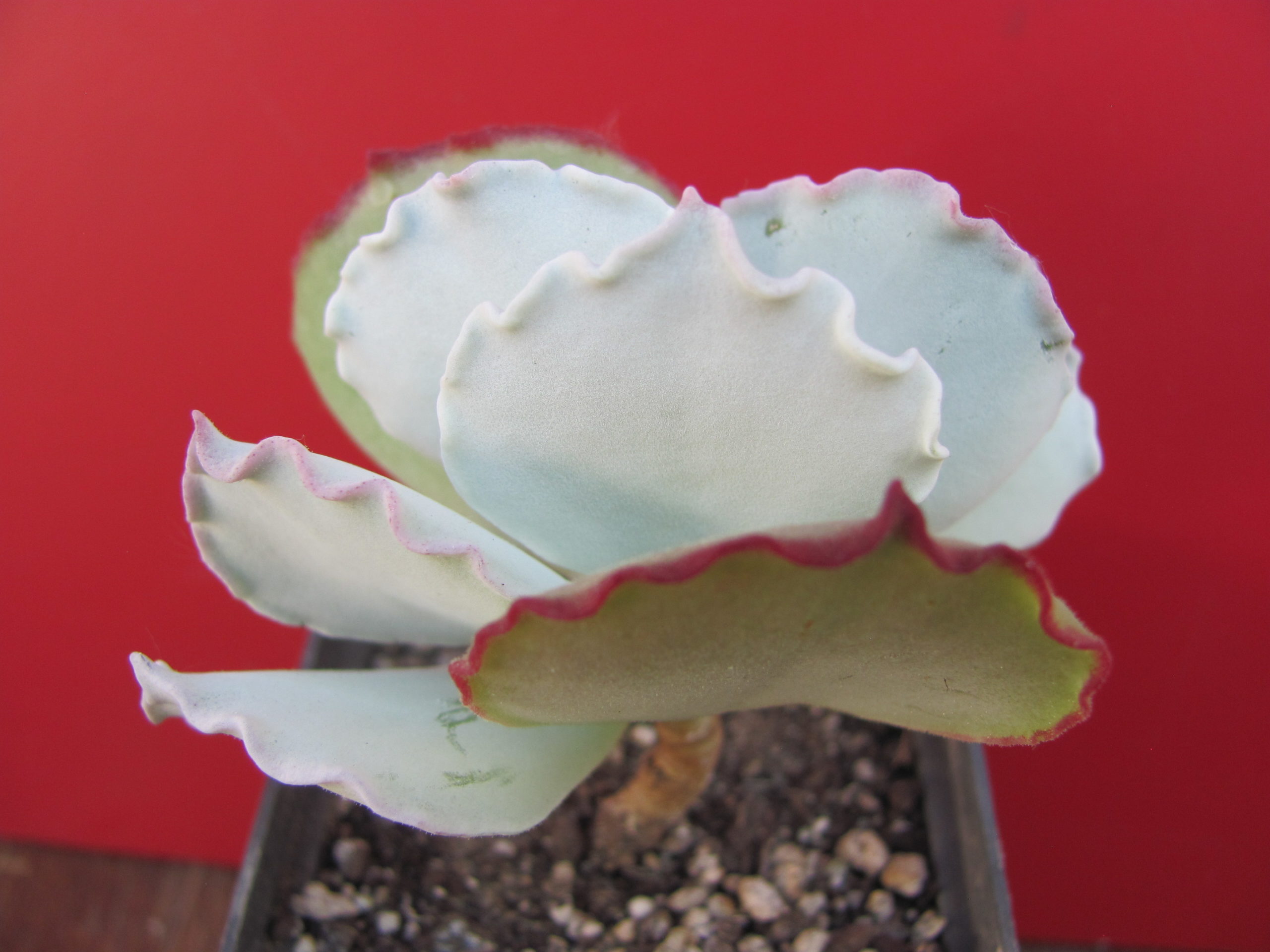 Cotyledon undulata Red