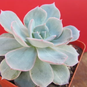 Echeveria subsessilis