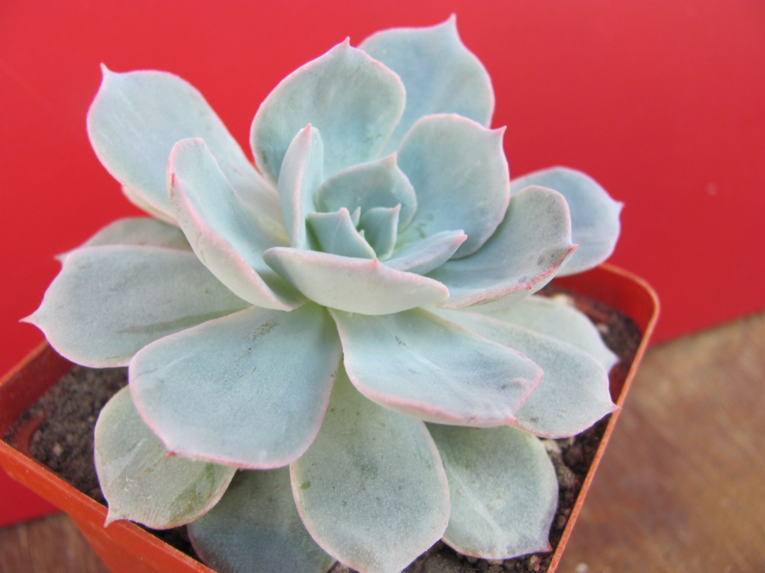 Echeveria subsessilis