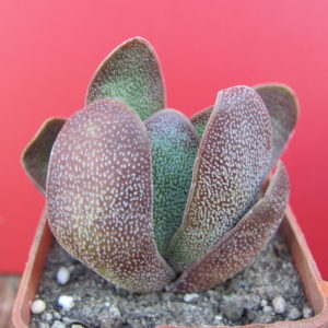 Crassula  Cats Tonguae