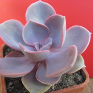 Echeveria Purple Pearl