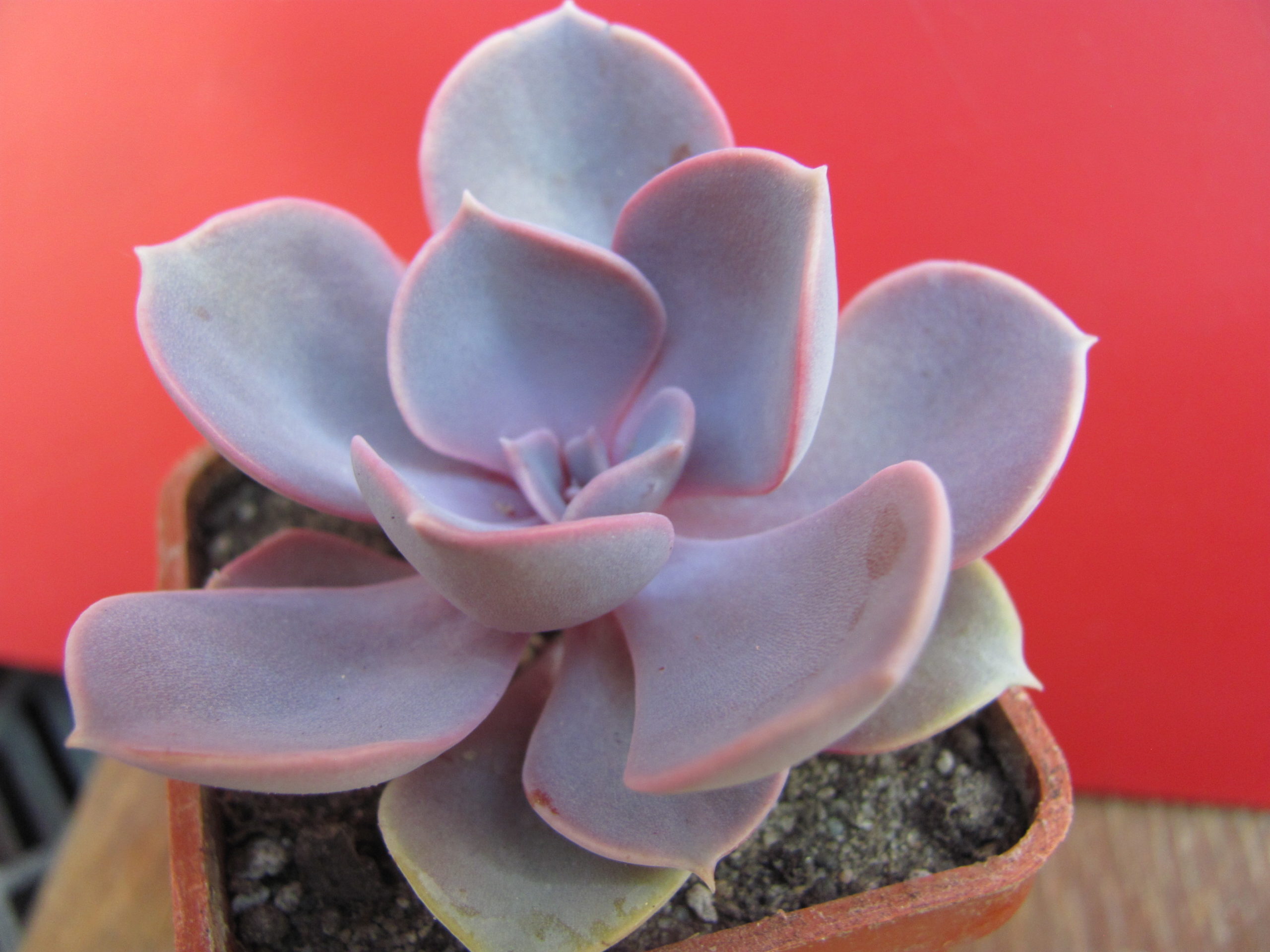 Echeveria Purple Pearl