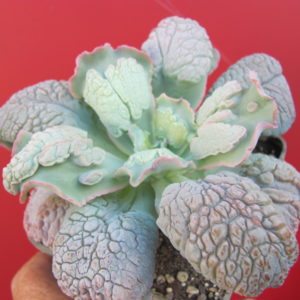 Echeveria Linguas