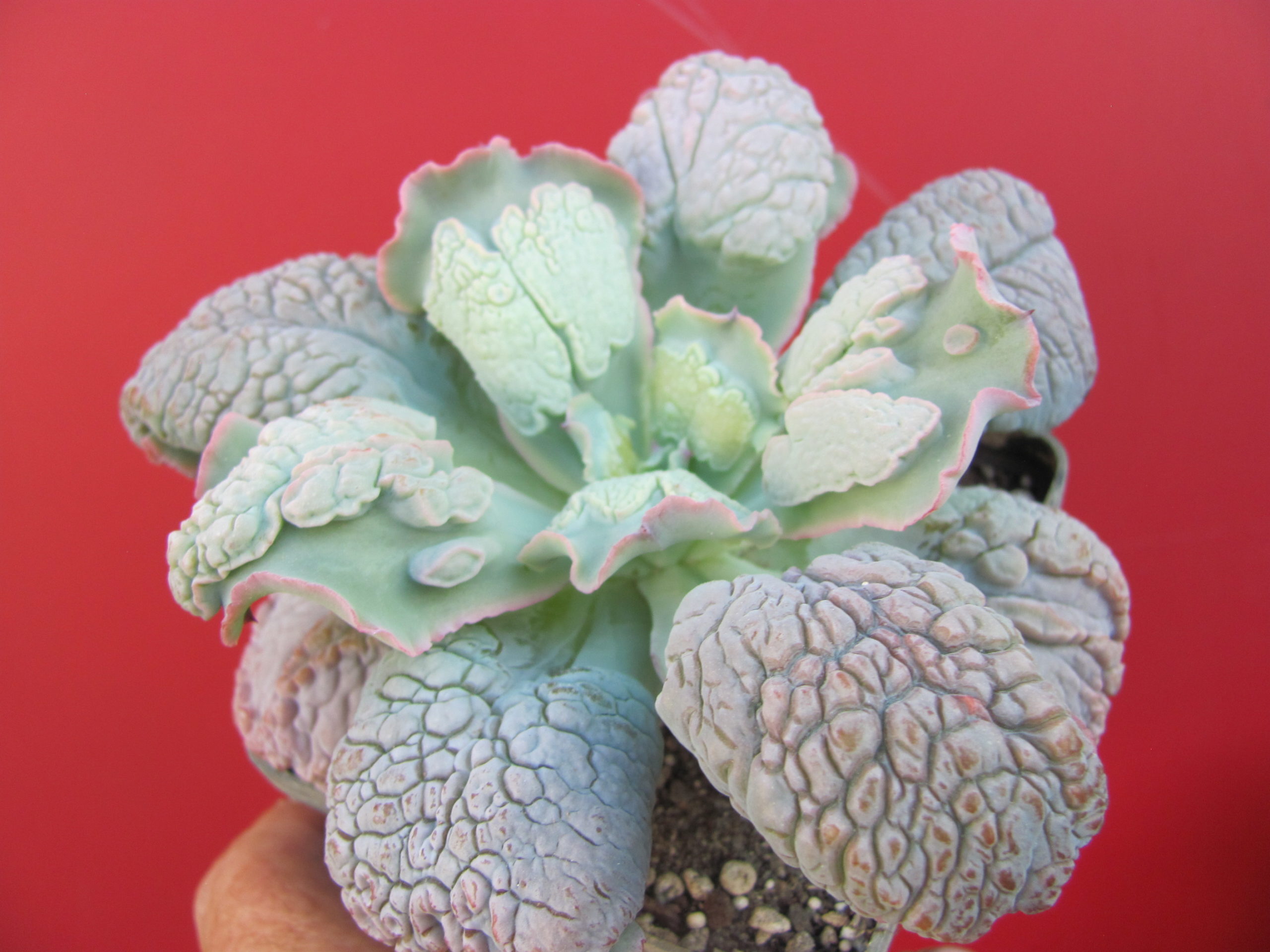 Echeveria Linguas