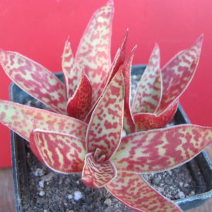 Crassula alba