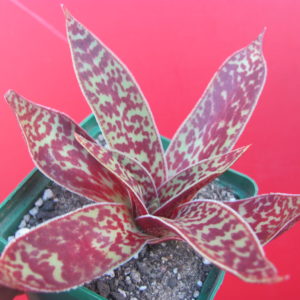 Crassula alba