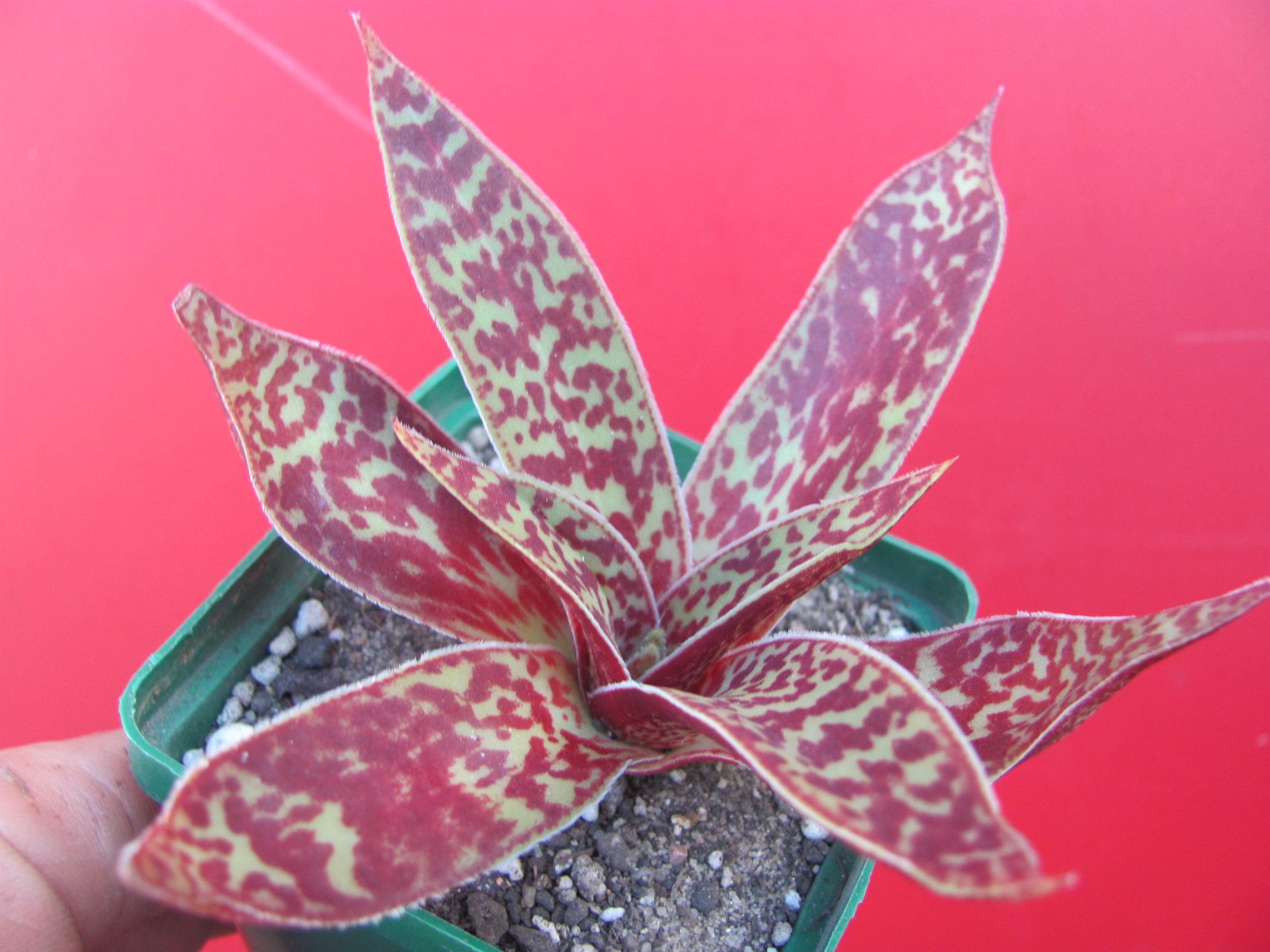 Crassula alba