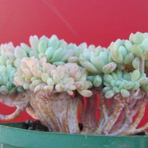 Echeveria  glauca cristata