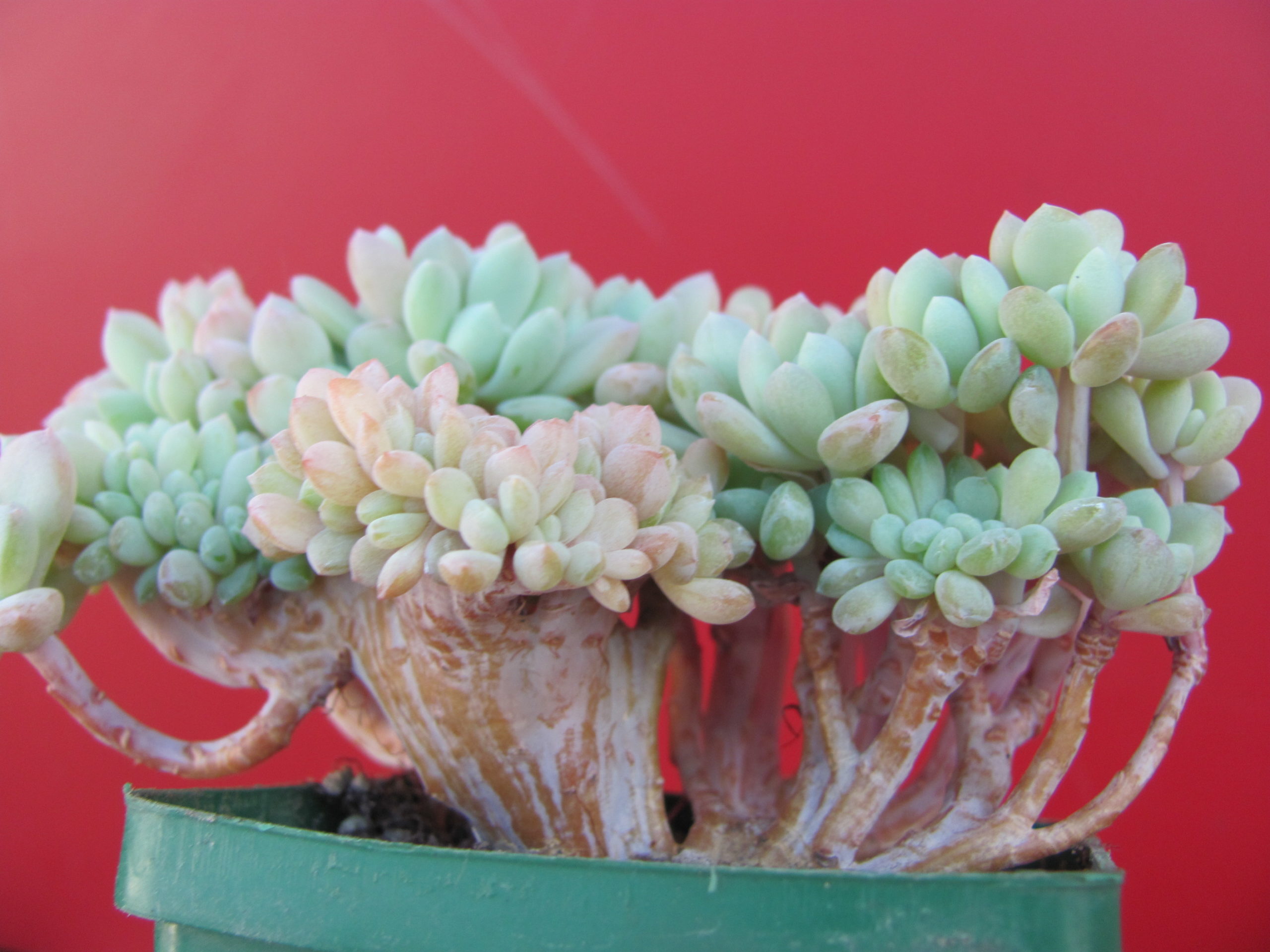 Echeveria  glauca cristata
