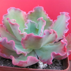 Echeveria  Blue Curls