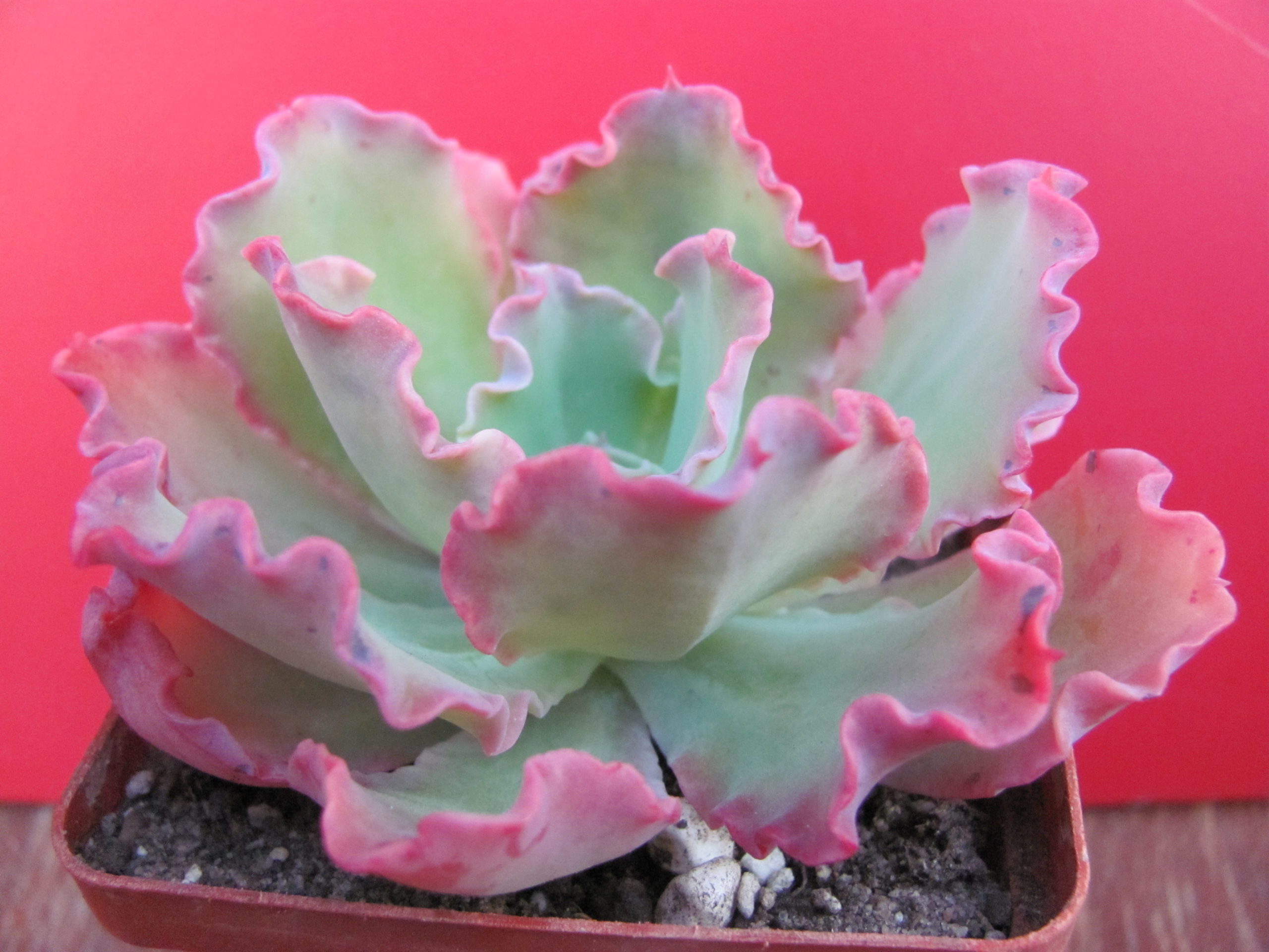 Echeveria  Blue Curls